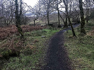 Run Ben Bouie loop.  : Trail section after the burn