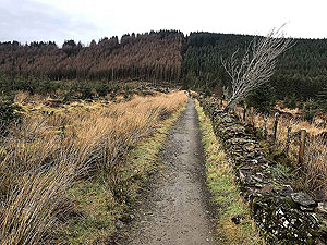 Run Ben Bouie loop.  : Approaching the spooky woods