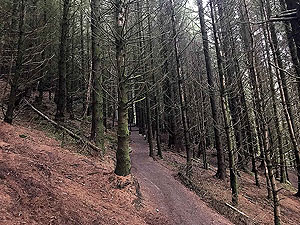 Run Ben Bouie loop.  : Inside the spooky woods