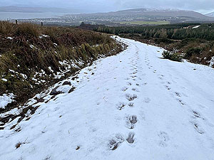 Run Ben Bouie loop.  : Higher up the hill