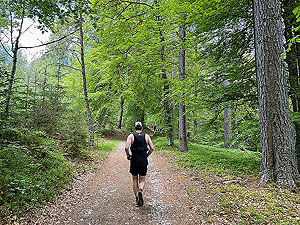 Gallus Running  : Trails in the wood near the start