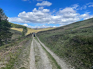 Gallus Running  : Out into the open