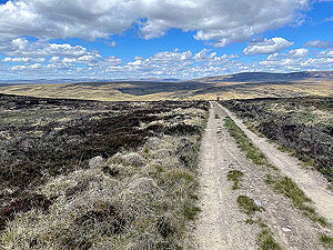 Gallus Running  : A short section of down hill