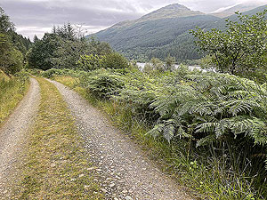 Gallus Running | Loch Eck : 584_sm_011.jpg