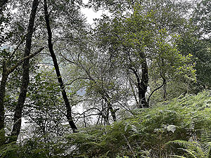 Gallus Running | Loch Eck : 584_sm_012.jpg