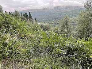 Gallus Running | Loch Eck : 584_sm_014.jpg