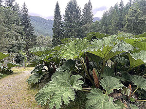 Gallus Running | Loch Eck : 584_sm_026.jpg
