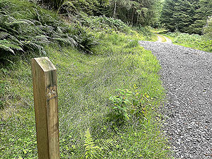 Gallus Running | Loch Eck : 584_sm_031.jpg