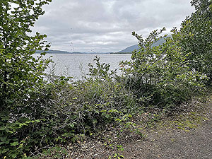 Luss to Arrochar | Gallus Running : 585_sm_015.jpg