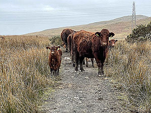 Gallus Running  : 586_sm_012.jpg