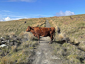 Gallus Running  : 586_sm_014.jpg