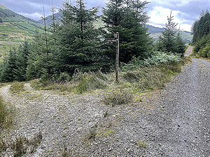 Gallus Running  : 586_sm_023.jpg