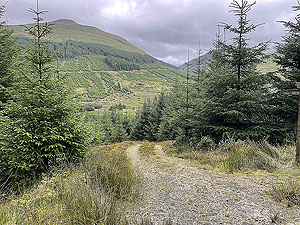 Gallus Running  : 586_sm_024.jpg