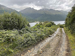 Gallus Running  : 586_sm_025.jpg