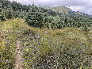 Gallus Running  : 586_sm_027.jpg