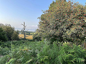 Gallus Running  : 586_sm_029.jpg