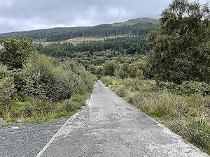 Gallus Running  : 586_sm_035.jpg