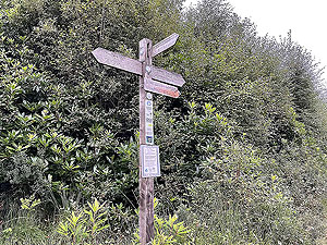 Gallus Running  : 586_sm_042.jpg