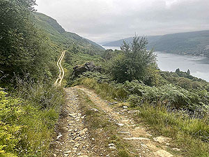 Gallus Running  : 586_sm_048.jpg