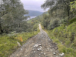 Gallus Running  : 586_sm_049.jpg