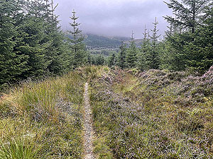 Gallus Running  : 586_sm_052.jpg