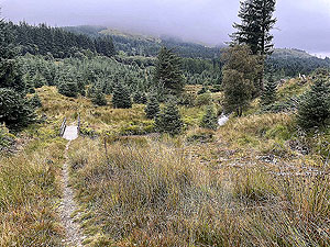 Gallus Running  : 586_sm_053.jpg