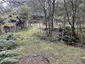 Gallus Running  : 586_sm_056.jpg