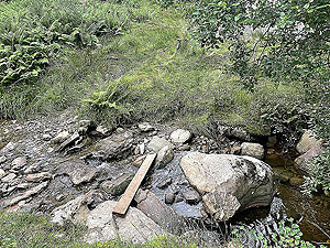 Gallus Running  : 586_sm_057.jpg