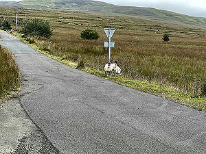 Gallus Running  : 586_sm_061.jpg