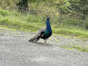 Gallus Running  : 586_sm_064.jpg