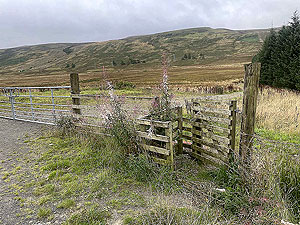 Gallus Running  : 586_sm_065.jpg