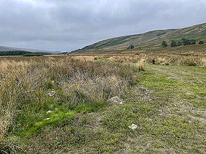 Gallus Running  : 586_sm_066.jpg