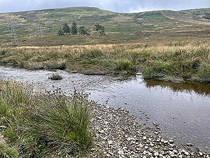 Gallus Running  : 586_sm_067.jpg