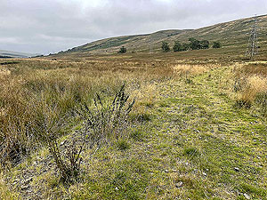 Gallus Running  : 586_sm_068.jpg