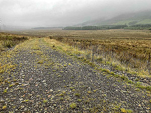 Gallus Running  : 586_sm_070.jpg