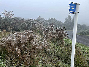 Gallus Running  : 586_sm_071.jpg