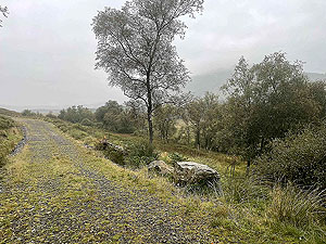 Gallus Running  : 586_sm_072.jpg