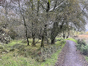 Gallus Running  : 586_sm_074.jpg