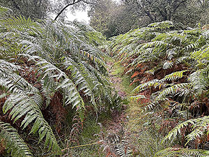 Lochgoilhead  : 587_sm_018.jpg