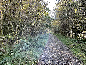 Gallus Running | Roseneath peninsula | There is a short section when the views are hidden by trees