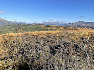 Gallus Running | Roseneath peninsula | 