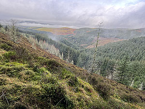 Glentress half marathon : Looking out over Glentress forest
