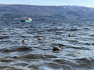 Beinn Dubh : Ducks on Loch Lomond