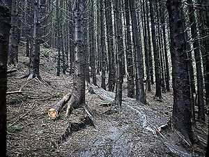 Run loop around Gouk hill : Inside the spooky woods