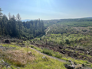 Run loop around Gouk hill : Just out of the spooky wood with the path ahead