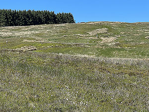 Helensburgh games hill race : Runners in the distance heading to the top