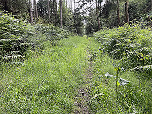 Run from Aberdeen airport : : At the end of the muddy section