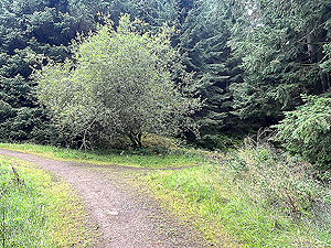 Run from Aberdeen airport : : Muddy trail section to the right