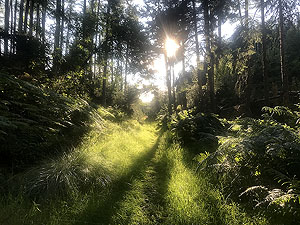 Run from Aberdeen airport : : Looking for red squirrels 