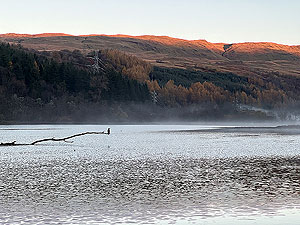 Glen Shira : A cormorant watches the daft runner